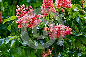 Blooming red horse-chestnut (Aesculus carnea) photo